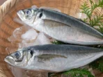 Jarang-Disadari-Ini-X-Manfaat-Ikan-Kembung-bagi-Kesehatan.jpg