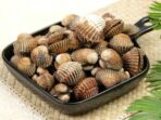 KERANG DARA